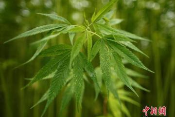 云南瑞丽从国际快件中截获一批大麻种子已销毁