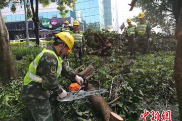 “莫兰蒂”致厦门园林绿化遭受重创